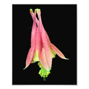 Delikate Columbine Blume 8x10 Fotodruck