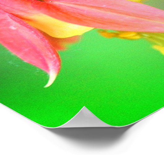 Delikate Columbine-Blume Poster (Ecke)