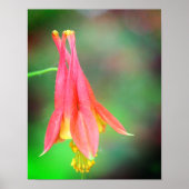 Delikate Columbine-Blume Poster (Vorne)