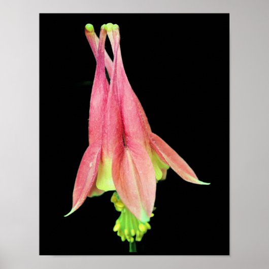 Delikate Columbine-Blume Poster (Vorne)