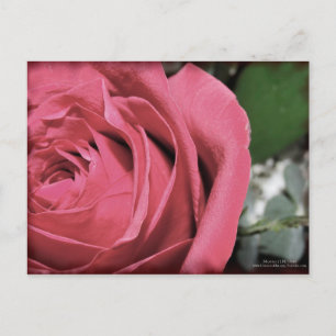 Delikate Gefühle Postkarte