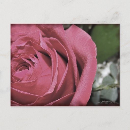 Delikate Gefühle Postkarte (Vorderseite)