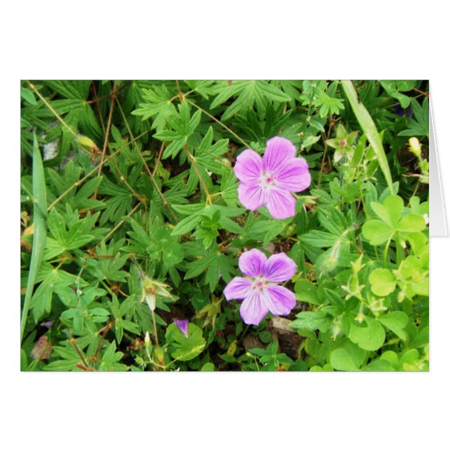 "Delikate Geraniums" (Vorderseite (Horizontal))