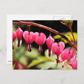 Delikate Herzen gewartet Postkarte (Vorne/Hinten)