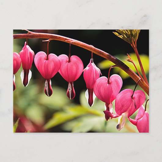 Delikate Herzen gewartet Postkarte (Vorderseite)