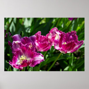 Delikate lila Tulpen im Gartenposter Poster