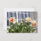 Delikate niedliche Narzissen (Vorderseite)