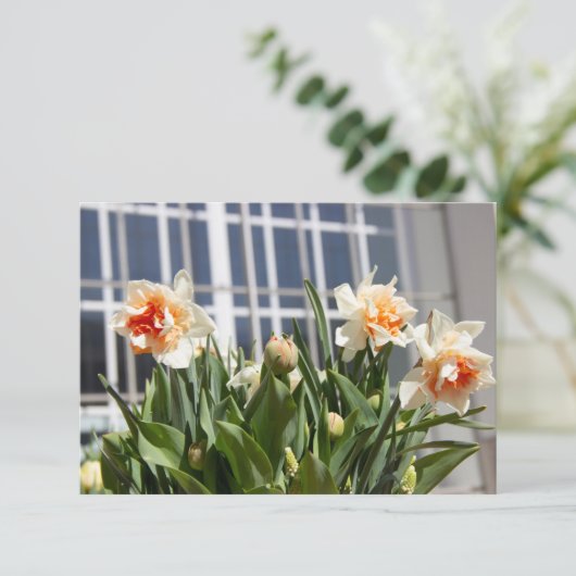 Delikate niedliche Narzissen (Stehend Vorderseite)