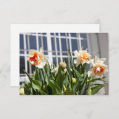 Delikate niedliche Narzissen (Vorne/Hinten)