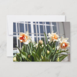 Delikate niedliche Narzissen