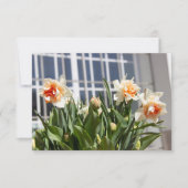 Delikate niedliche Narzissen (Vorderseite)