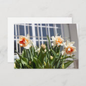 Delikate niedliche Narzissen (Vorne/Hinten)