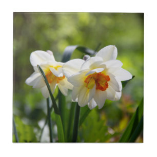 Delikate niedliche Narzissen Fliese