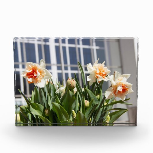 Delikate niedliche Narzissen Fotoblock (Vorderseite)