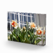 Delikate niedliche Narzissen Fotoblock (Rechts)