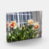 Delikate niedliche Narzissen Fotoblock (Links)