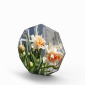 Delikate niedliche Narzissen Fotoblock (Rechts)