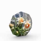 Delikate niedliche Narzissen Fotoblock (Links)