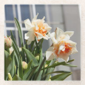 Delikate niedliche Narzissen Glasuntersetzer (Vorderseite)