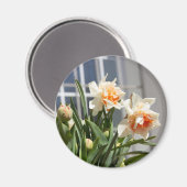 Delikate niedliche Narzissen Magnet (Vorderseite/Rückseite)