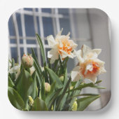 Delikate niedliche Narzissen Pappteller (Vorderseite)