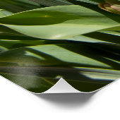 Delikate niedliche Narzissen Poster (Ecke)