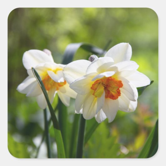 Delikate niedliche Narzissen Quadratischer Aufkleber (Vorderseite)