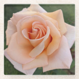 Delikate Orange Rose Blütenblume Glasuntersetzer