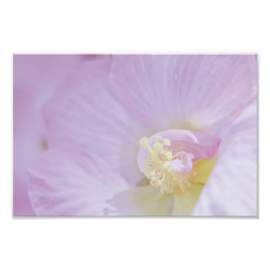 Delikate Pink Lavender Blume Fotodruck (Vorne)