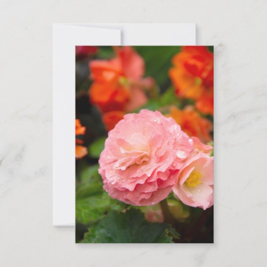 Delikate rosa Blume nach Regen (Vorderseite)