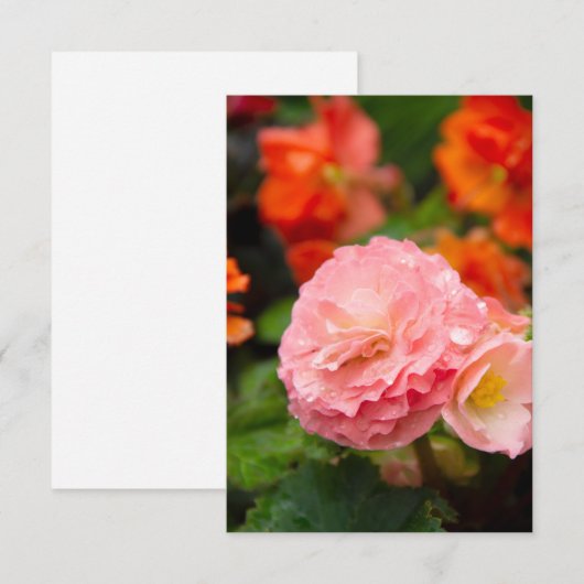 Delikate rosa Blume nach Regen (Vorne/Hinten)