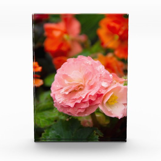 Delikate rosa Blume nach Regen Fotoblock (Vorderseite)