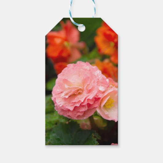 Delikate rosa Blume nach Regen Geschenkanhänger (Vorderseite)