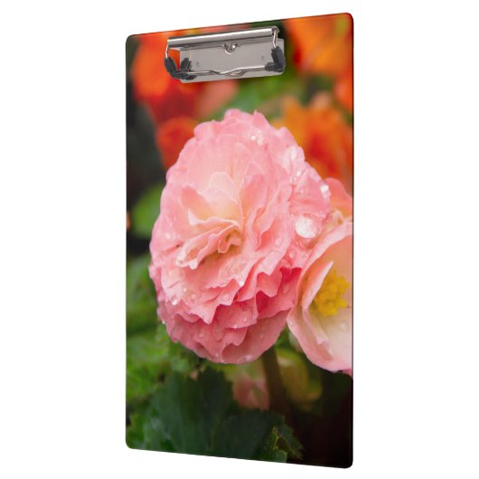 Delikate rosa Blume nach Regen Klemmbrett (Links)