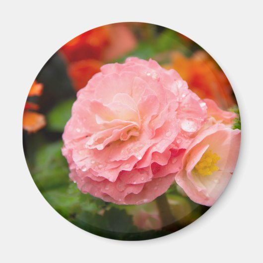 Delikate rosa Blume nach Regen Magnet (Vorne)