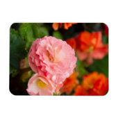 Delikate rosa Blume nach Regen Magnet (Horizontal)