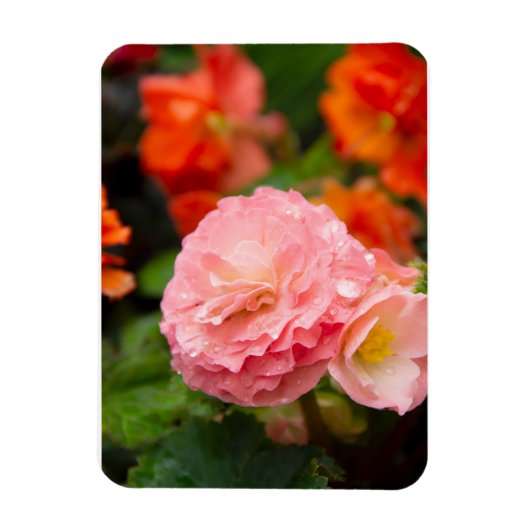 Delikate rosa Blume nach Regen Magnet (Vertikal)