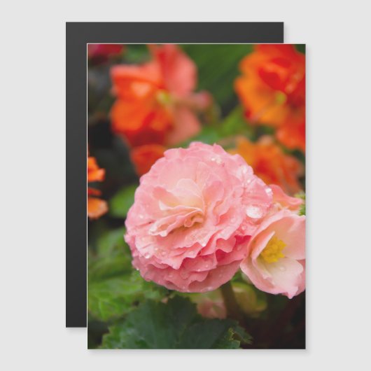 Delikate rosa Blume nach Regen Magnetkarte (Vorne/Hinten)