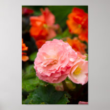 Delikate rosa Blume nach Regen