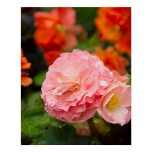 Delikate rosa Blume nach Regen Poster