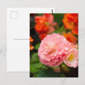 Delikate rosa Blume nach Regen Postkarte (Vorne/Hinten)