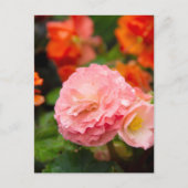 Delikate rosa Blume nach Regen Postkarte (Vorderseite)