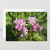 Delikate Rosa Frühlingssonne - Wildblumen (Vorne/Hinten)