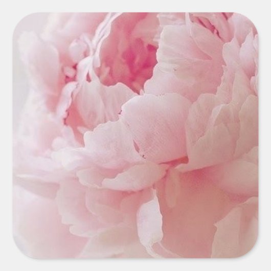 Delikate rosa Peony Stickers (Vorderseite)
