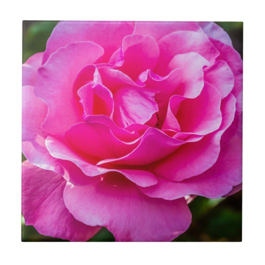 Delikate rosa Rosa Rose. Fliese (Vorderseite)