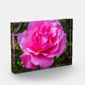 Delikate rosa Rosa Rose. Fotoblock (Links)