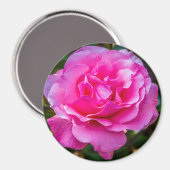 Delikate rosa Rosa Rose. Magnet (Vorderseite/Rückseite)