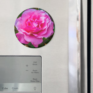 Delikate rosa Rosa Rose. Magnet