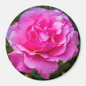 Delikate rosa Rosa Rose. Magnet (Vorne)