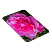 Delikate rosa Rosa Rose. Magnet (Rechte Seite)